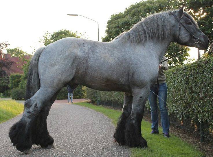 dutch draft horse for sale uk
